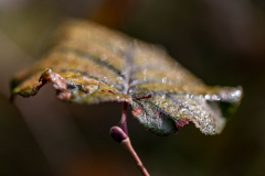 2-Herbst-F-28