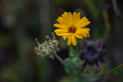 4-Herbst-F-28