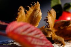 6.Herbst-Anja