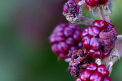 AHau-Beeren