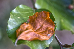 AHau-Blatt-auf-Blatt