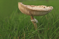 Anita-Holtappels-Herbst-Wiesenpilz-f2.8