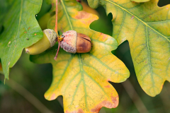 Anita-Holtappels-Kleiner-Kaefer-f2.8