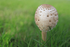 Anita-Holtappels-Wiesenpilz-f2.8
