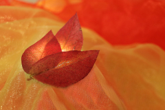Herbstblaetter-Anita-Holtappels