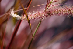 big-aperture-Gras-f2.8-7433