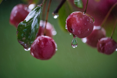 Schlechtes-Wetter-Zieraepfel-im-Regen-vk-DSCF8628