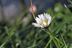 Anita-Holtappels-Kleines-Gaensebluemchen