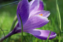 Anita-Holtappels-Krokus-auf-der-Wiese