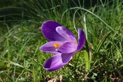 Anita-Holtappels-Krokus-im-Maerz