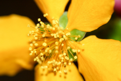 BL-Fruehlingsblume