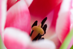 BL-Tulpenstempel