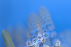Fruehblueher-Traubenhyazinthe-x-vk-DSCF2343