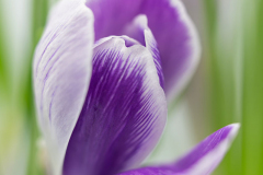 GG-lila-Krokus