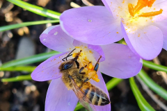 SK-Krokus-mit-Biene