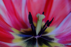 Tulpe-Anja