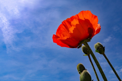 Anita-Holt-Leuchtender-Mohn