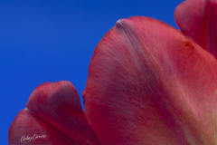 GG-Tulpenblatt-Detail