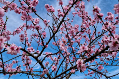 UD-Rot_Blau