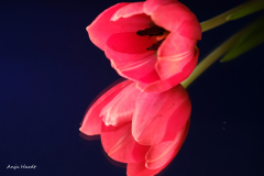 rot-blau-Anja