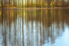 HR-P2082469-Spiegelung-Baeume