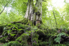 Baum -  weitwinkelig von unten