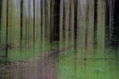 Wald Mitzieher x
