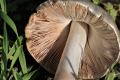 Anita-Holtappels-Lamellen-