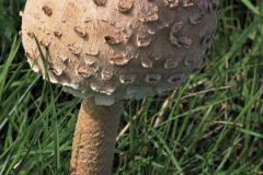 Anita-Holtappels-Pilz-Oberfaeche-