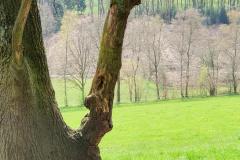BL-Abzweigung