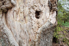 BL-Pilze-am-Baum