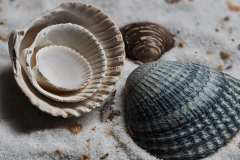 HR-Muscheln-Makro_2311