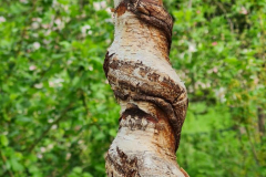 SK-Gedrehte-Birke