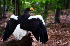 AE-Riesenseeadler-x-vk-DSCF7469