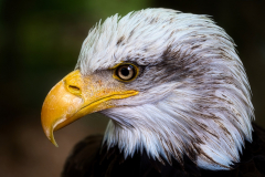 AE-Weisskopfseeadler-6-x-vk-DSCF7370