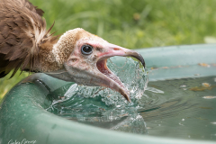 GG-Greifvogel-1