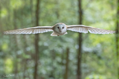 GG-Greifvogel-10
