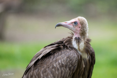 GG-Greifvogel-2