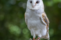 GG-Greifvogel-3
