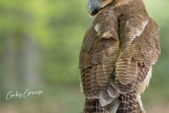 GG-Greifvogel-4