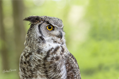 GG-Greifvogel-5