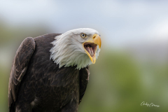 GG-Greifvogel-6