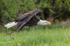 GG-Greifvogel-7