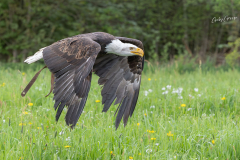 GG-Greifvogel-8