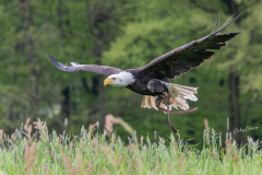 GG-Greifvogel-9