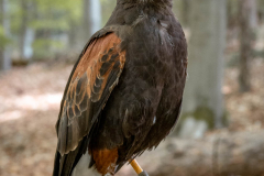 HR-P5070215-Wuestenfalke