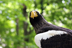 SK-Adler