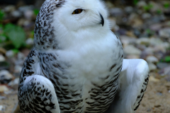 Schneeeule-Weibchen-Anja-ge