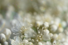 AE-Blueten-weiss-Escheblueten-DSCF8898
