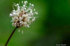 Blume-2-Anja